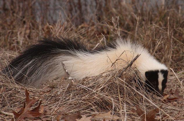 新型冠毒的最新动态及其影响——一种观点阐述