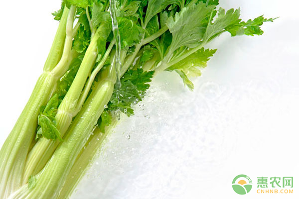 芹菜价格最新行情,一场自然美景的旅行探索