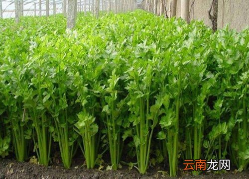 芹菜价格最新行情,一场自然美景的旅行探索