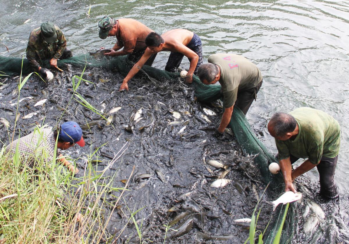 鲤鱼价格行情最新,市场走势分析与预测