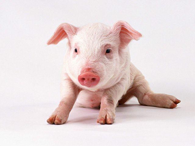 非洲猪瘟最新疫情,变化中的挑战与希望之光