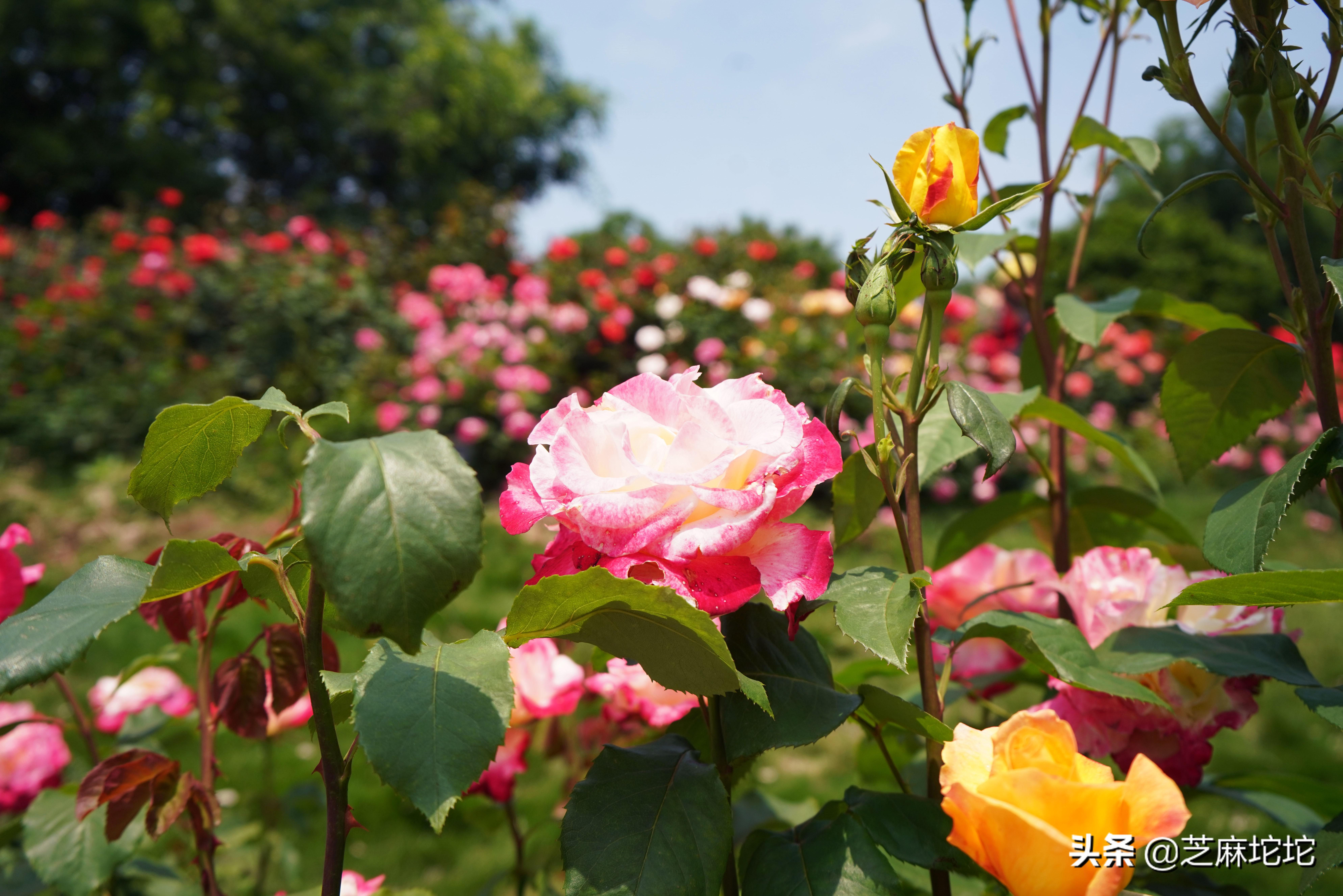 玫瑰花图片 最新图片,一场自然美景的旅行