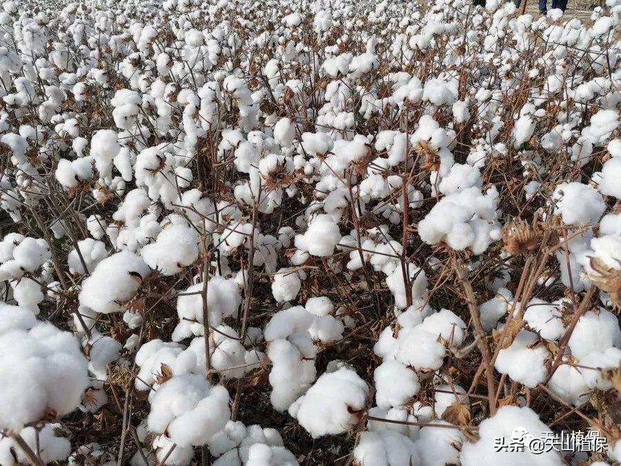 皮棉最新价格,变化中的学习,自信与成就的力量