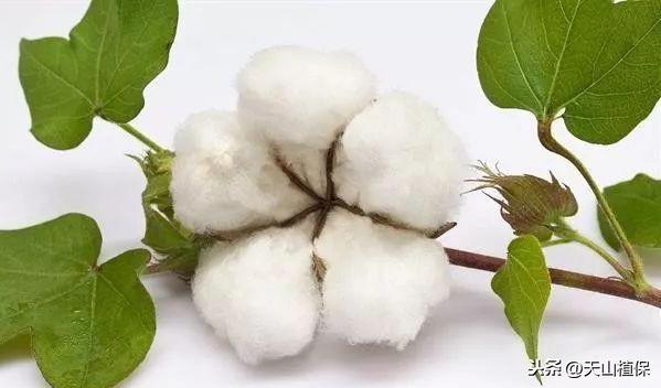 皮棉最新价格,变化中的学习,自信与成就的力量