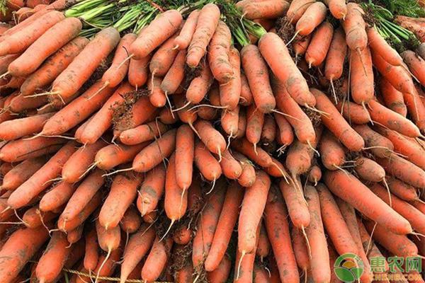 胡萝卜最新价格,小巷深处的味觉探秘