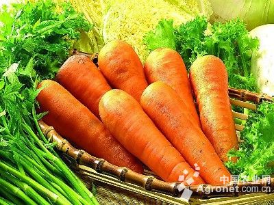 胡萝卜最新价格,小巷深处的味觉探秘