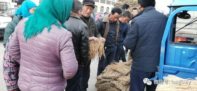 🌟当归最新价格大揭秘🌟