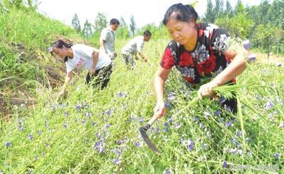 重楼最新价格,小巷中的宝藏,探索特色小店的奇妙之旅