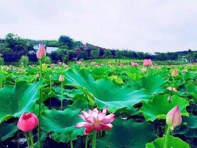 自贡最新新闻,拥抱自然,踏上一场寻找内心平静的旅行