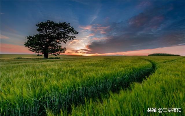 草 最新 榴,自然之美与科技之力的交融