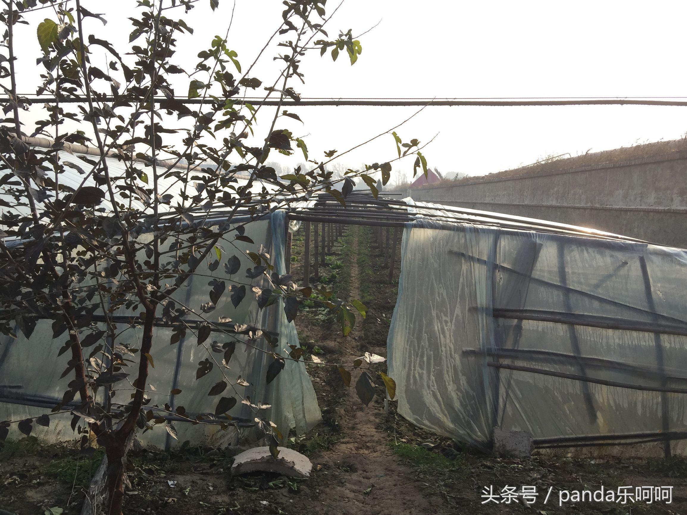 山东蒜苔最新价格,一场寻找内心平静的绿色旅行