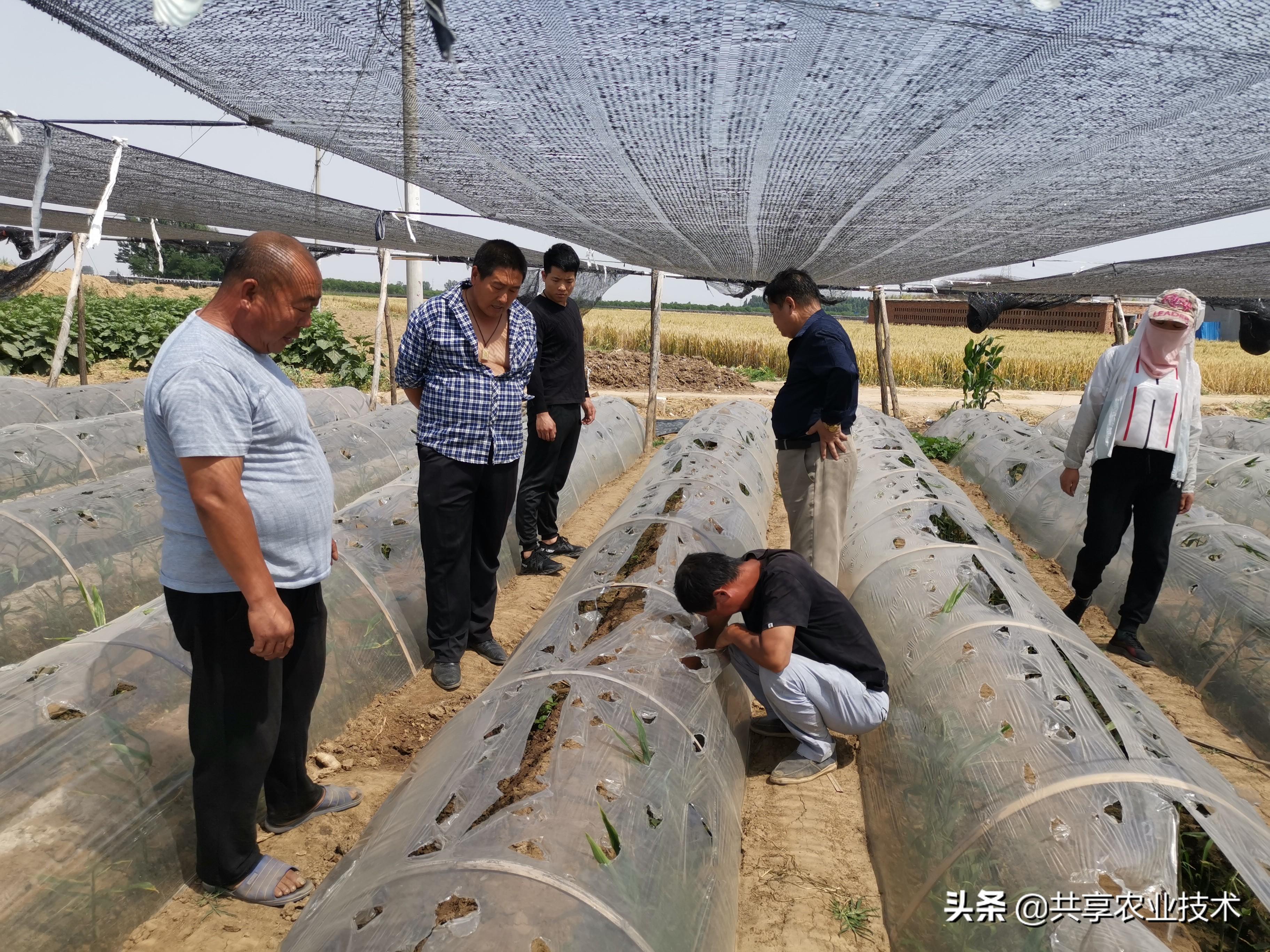 安丘大姜最新价格,背景、影响与地位