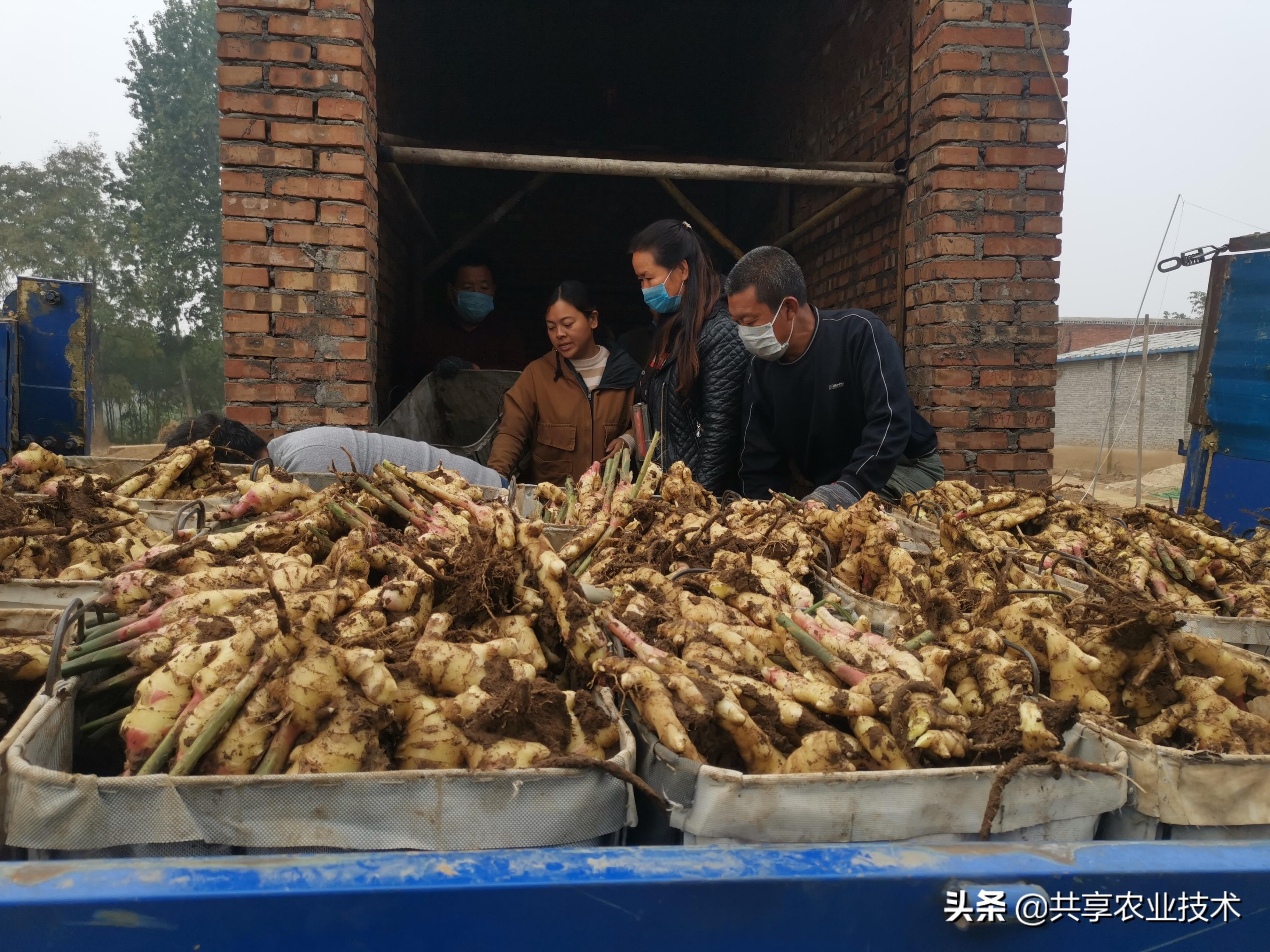 安丘大姜最新价格,背景、影响与地位