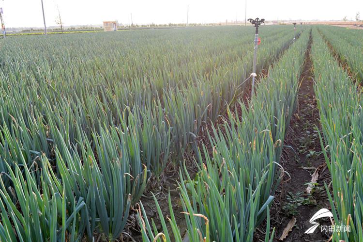 安丘大姜最新价格,背景、影响与地位