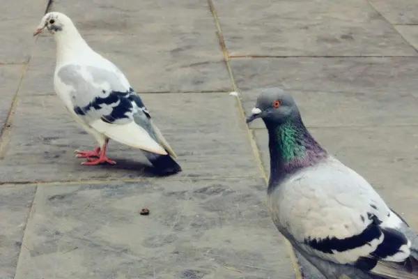 鸽子最新价格,购买指南与步骤详解