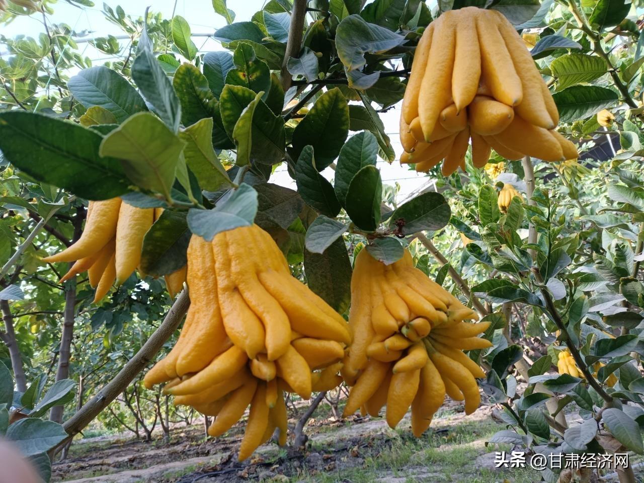 狗仗人势 第6页