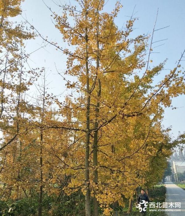 银杏最新报价——金秋时节的黄金商机