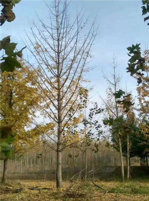 银杏最新报价——金秋时节的黄金商机