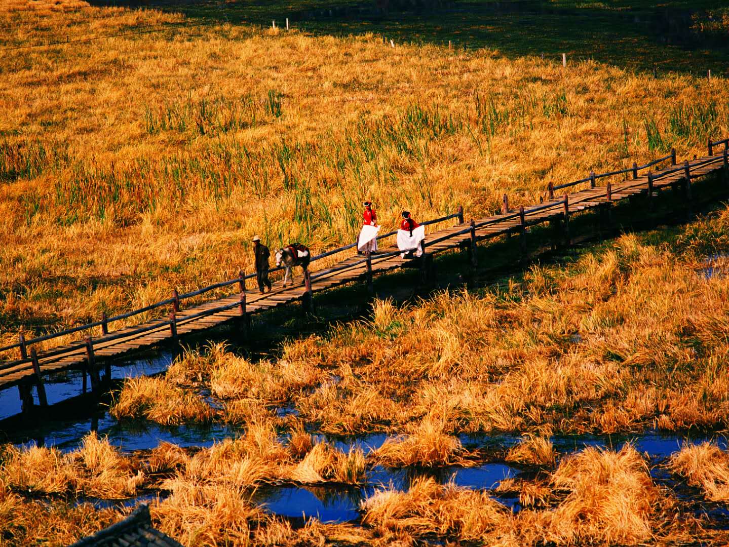 贝母最新行情,一场自然美景的治愈之旅