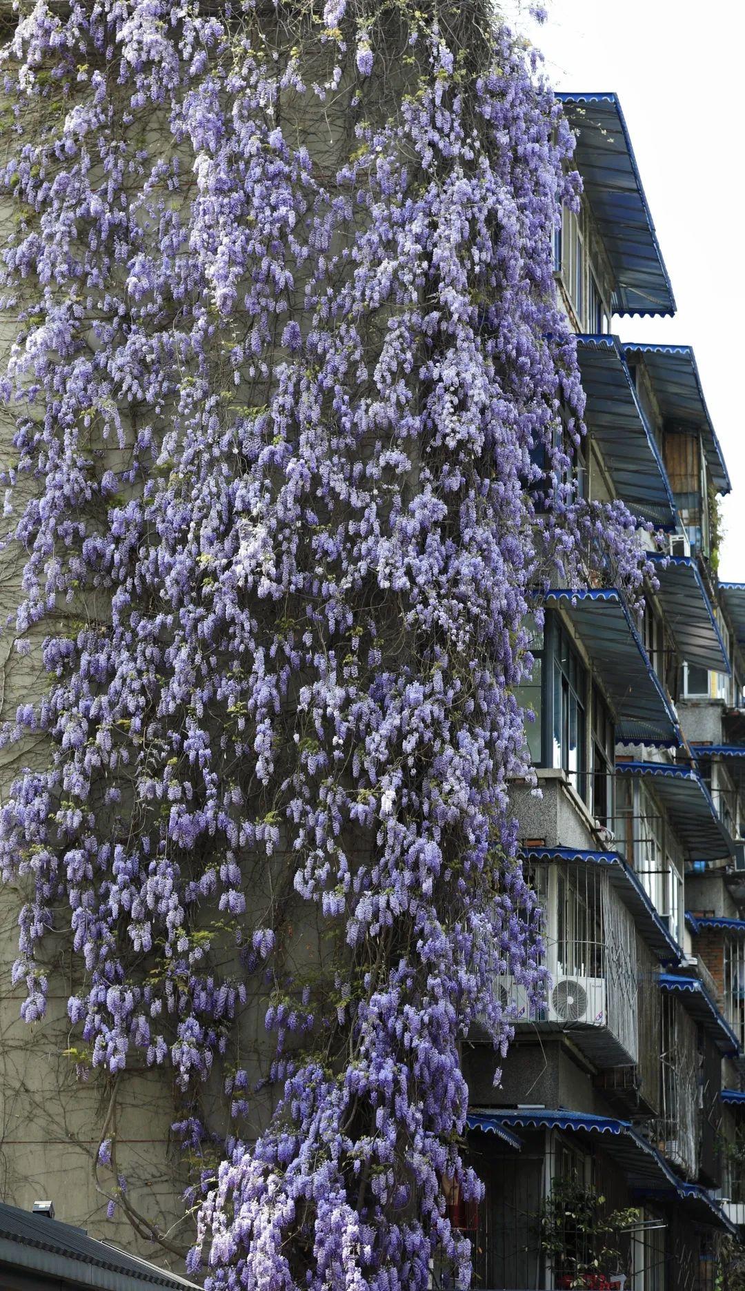 日本最新音乐,小巷深处的音乐宝藏