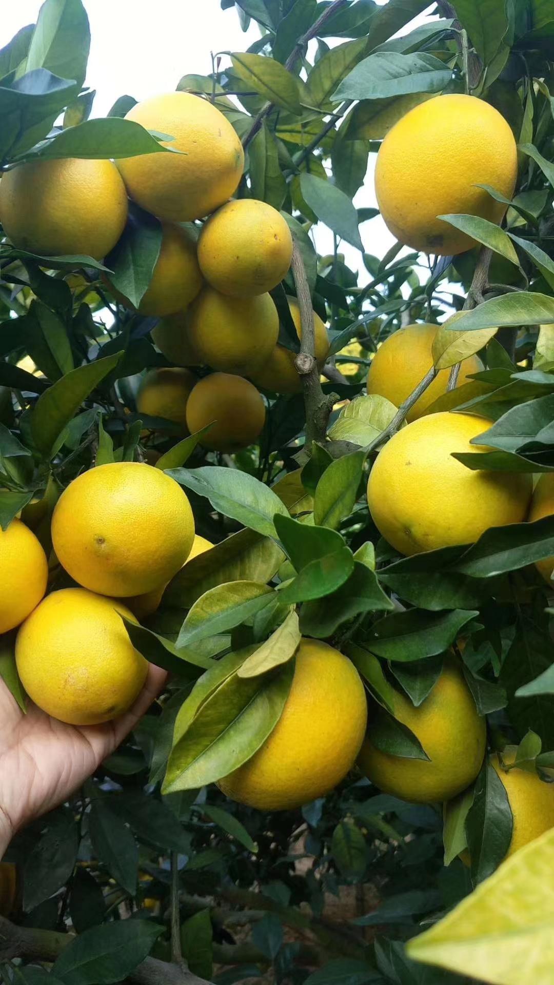 脐橙最新价格,市场走势与购买指南