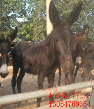 肉驴最新价格,市场走势、品种差异及影响因素分析