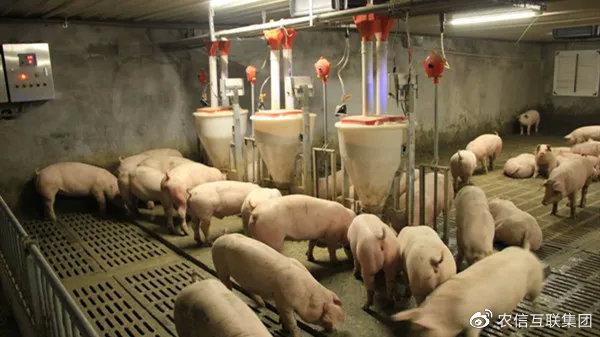 云南最新猪价,科技引领,智能预测,开启养殖新时代