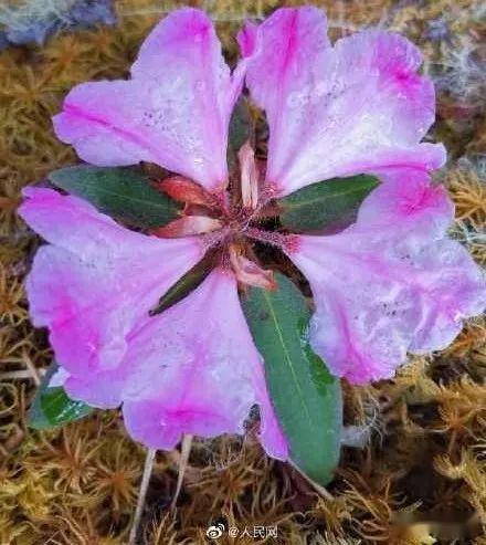 “极致一肖预测:YVG683.08九天仙帝,植物保护必看秘籍”