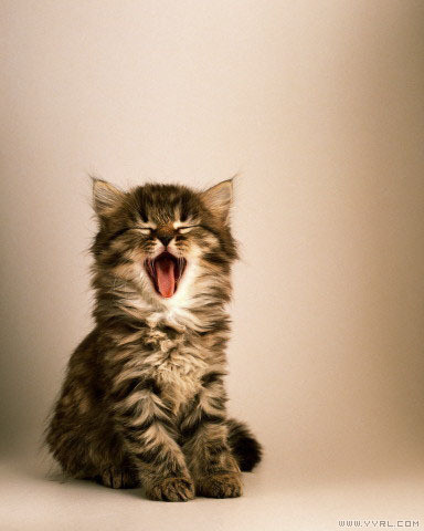 Cat最新款,温馨猫趣日常