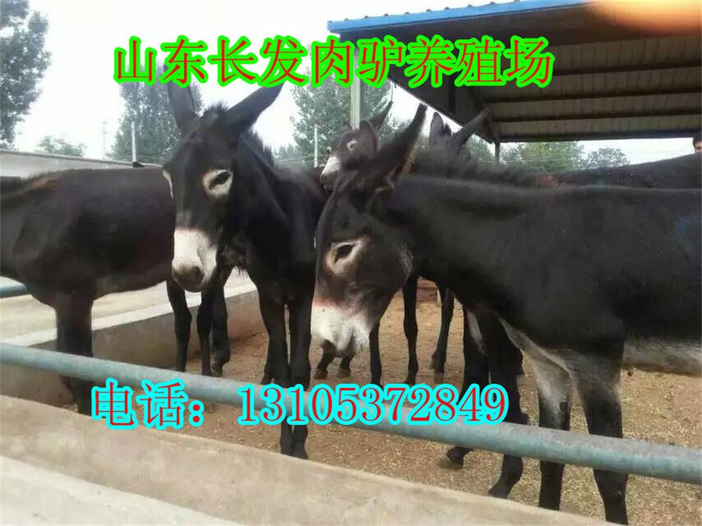 最新肉驴价格,一场关于友情与陪伴的温馨故事