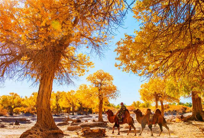 最新变态魔域,一场与自然美景的轻松之旅