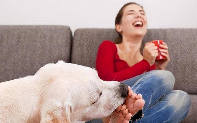 2024澳门天天开好彩大全回顾,狗问狼最全面的解答对话_32.1.76爱奇艺