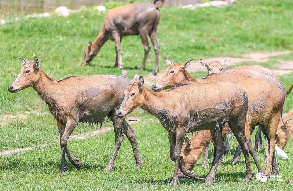 今夜四不像生肖预测:正品揭秘,本地版BRX191.09详析