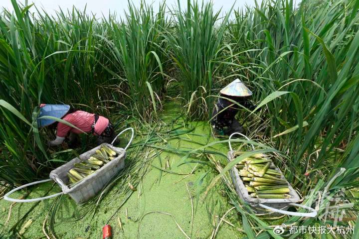卖茭白直播,小巷深处的茭白诱惑
