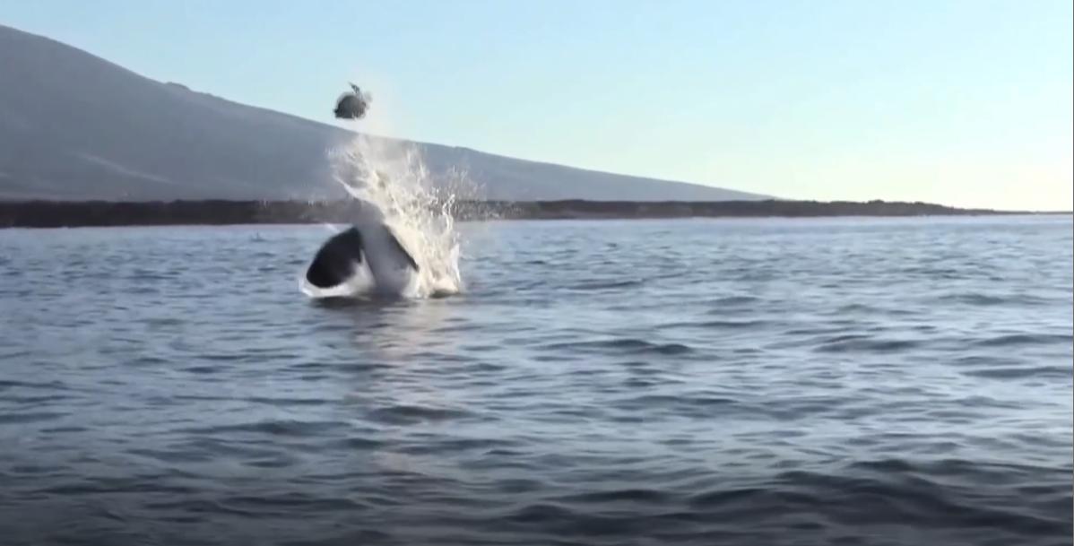 🐟巴掌鱼直播,探秘海洋世界的直播新风尚🐟