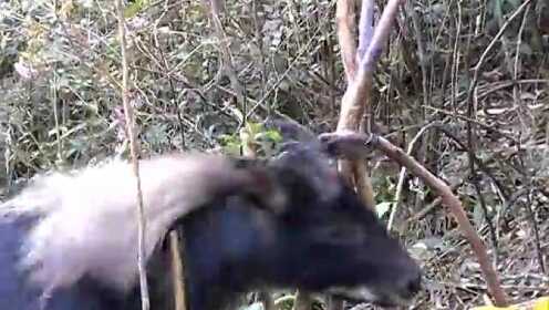 “今晚四不像生肖图预测:必中解析_FAY68.969互联版”