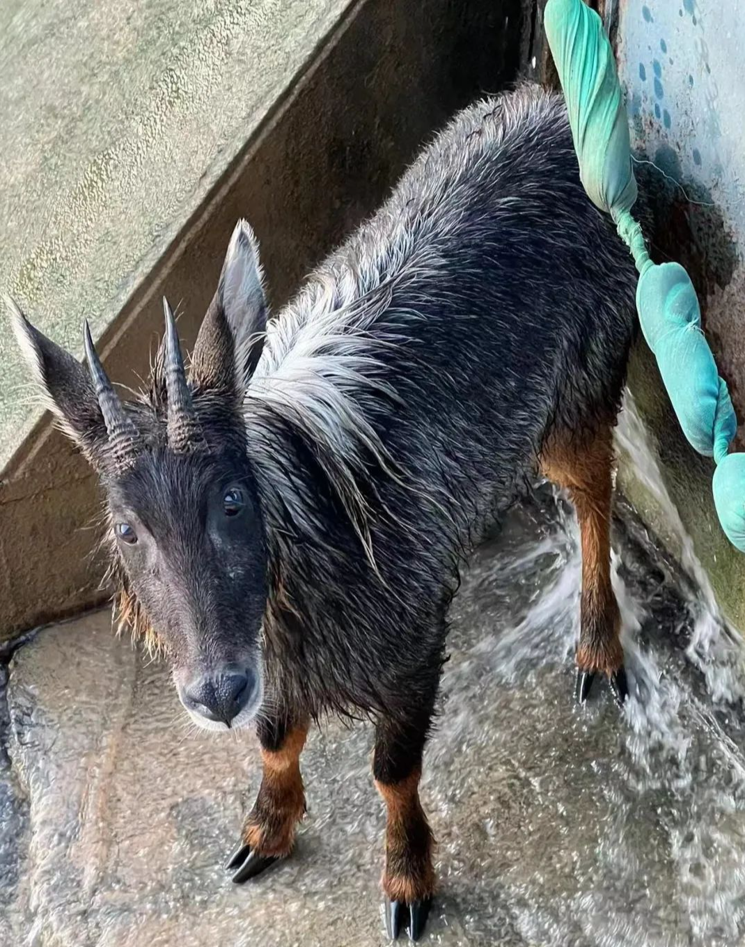 “今晚四不像生肖图预测:必中解析_FAY68.969互联版”