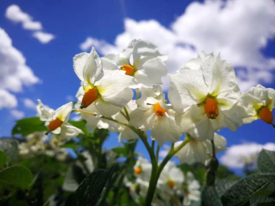 变啦app最新版,背景、发展、影响与地位全面解析