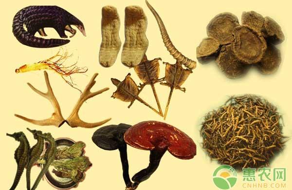 湿黄芩价格最新动态一篇读懂黄芩市场行情