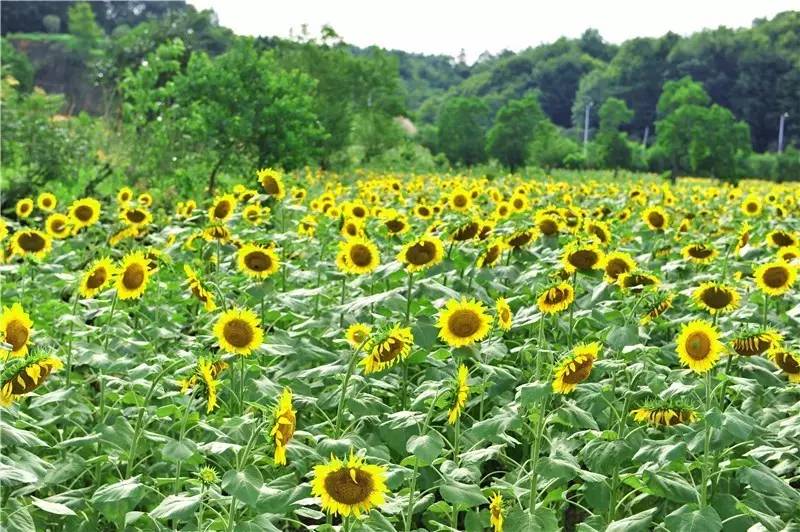 国际钛白粉最新价格,科技魅力绽放,生活因你而精彩