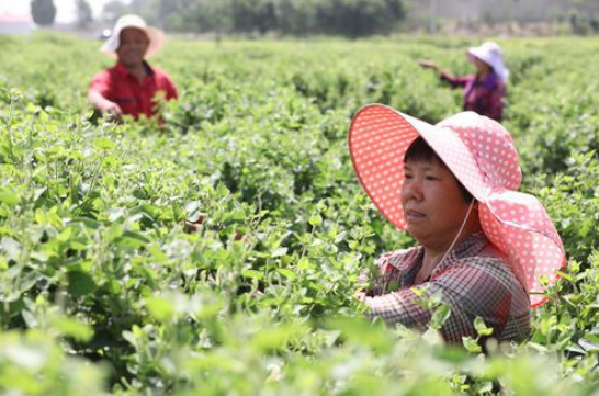 2024年澳门正版免费执行方案数据支持_DTU6.35.66实用版