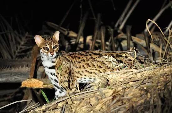 贵港最新豹猫师傅狗,一种文化现象的深度解读