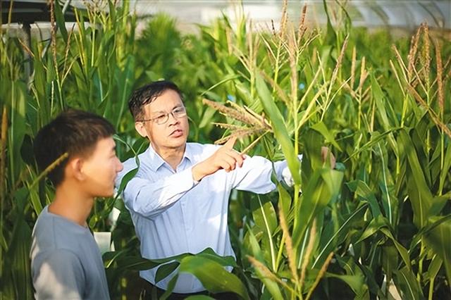 一粒种子的成长,玉米直播背后的励志之旅与万千机遇探索