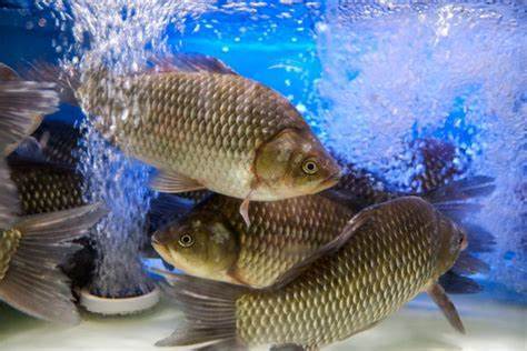 最新鲫鱼养殖饲料配方,探索与影响