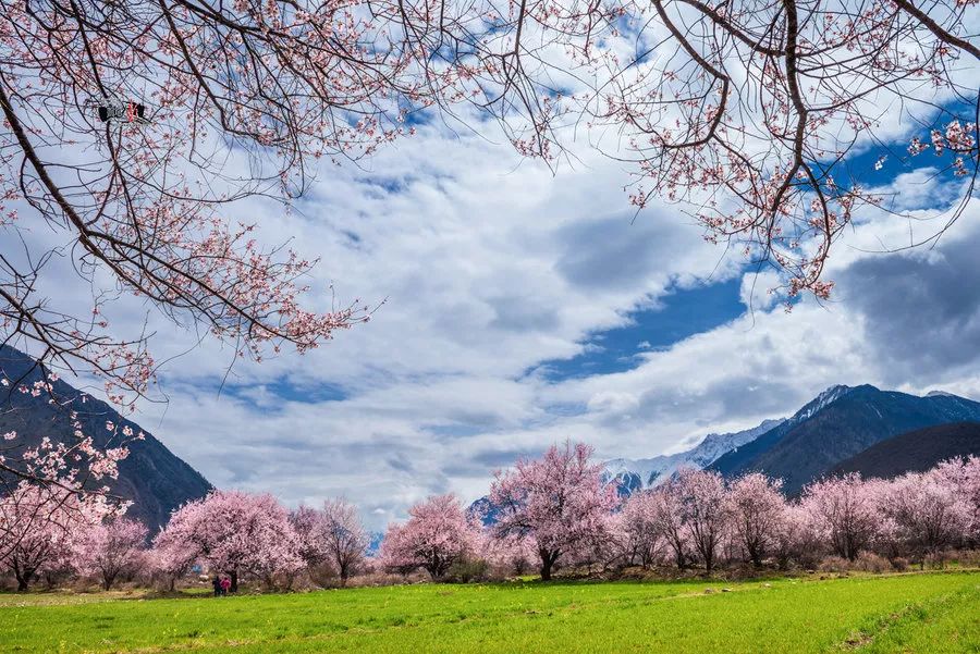 桃花直播看,桃花直播看,一场自然美景的旅行探索