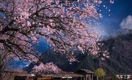 桃花直播看,桃花直播看,一场自然美景的旅行探索