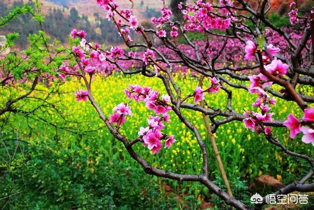 桃花直播看,桃花直播看,一场自然美景的旅行探索