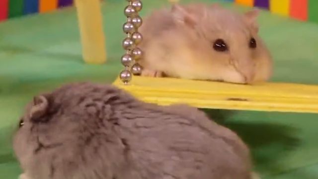 仓鼠近期直播,萌宠生活的乐趣探索与科普直播