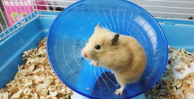 仓鼠近期直播,萌宠生活的乐趣探索与科普直播