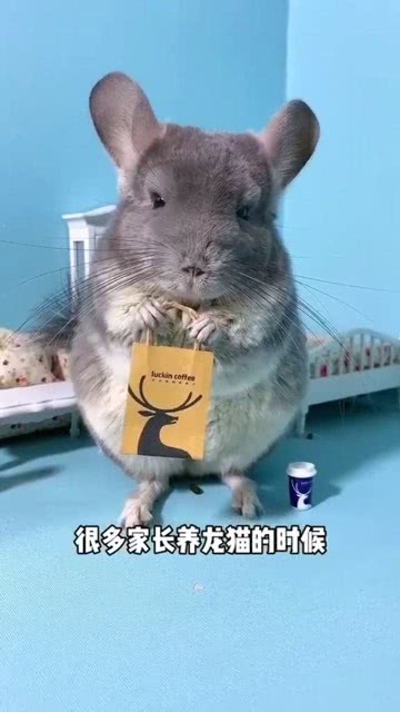 仓鼠近期直播,萌宠生活的乐趣探索与科普直播